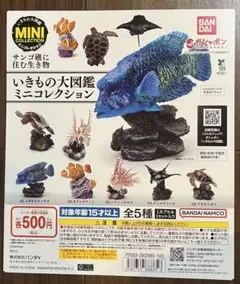 サンゴ礁に住む生き物 ガシャポン台紙