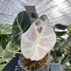 Chaca*様 リクエスト 3点 まとめ商品