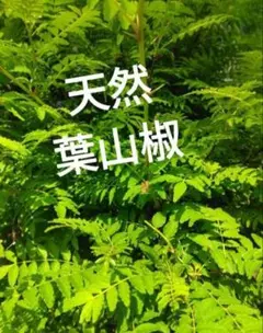 2026年最新】山椒の葉 無農薬の人気アイテム - メルカリ