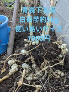 青森下北産の菊芋約5kg土付き1個平均20〜60g使い易いサイズ