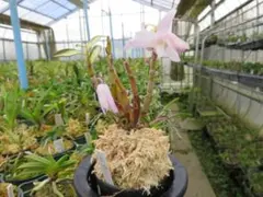 ベニサイウンカク 紅彩雲閣 抜き苗 - メルカリ