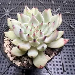 メクセンシスザラゴーサ 残しておきたい花芽の成長記録・・・メキシケンシスザラゴーサ。 | TJ