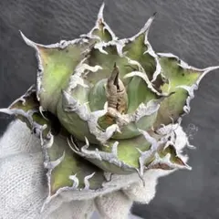 2025年最新】アガベ レッドキャットウィーズルの人気アイテム - メルカリ