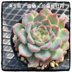 多肉植物エケベリア 実生苗 霜椿x沙羅姫牡丹 抜き苗
