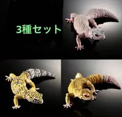 いきもの大図鑑アドバンス　ヒョウモントカゲモドキ 新品未開封品3体セット