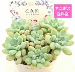 No25 フレーヌ×ピンクプリティ 抜き苗 発送方法① 多肉 - メルカリ