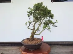 最終値下げ 小品盆栽 皐月 珍山 盆栽 さつき BONSAI 樹高約24cm - メルカリ