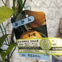 人気企画！ミカン苗木津之輝 3年生 ＋甘柿新品種「輝太郎2年生」苗木 