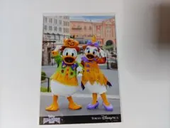 ディズニーリゾート ハロウィン 写真 ドナルド デイジー