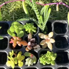 2025年最新】多肉 カット苗の人気アイテム - メルカリ