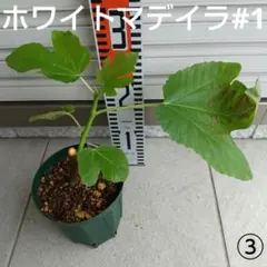 White Madeira #1 イチジク 2年生苗木 White Madeira #1 イチジク 2年生苗木 - メルカリ