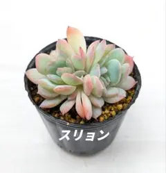 ❣️スウィートプリンセス❣️現品 エケベリア 寄せ植え 多肉弁当 多肉