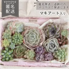 多肉植物 カット苗 詰め合わせ 寄せ植えセット エケベリア ｜S078