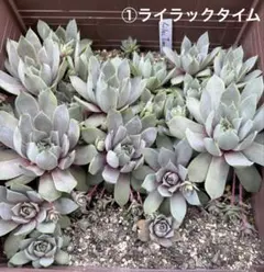 センペルビウム6種類の抜き苗＋おまけ(バニラシフォン子株入り(//∇//))