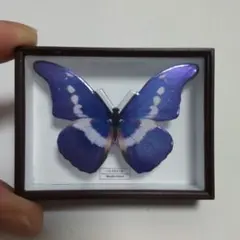 2026年最新】蝶標本の人気アイテム - メルカリ