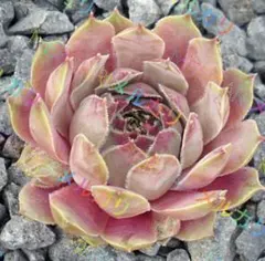 多肉植物 センペルビウム テクトラム ルージュ No.62【黄】 - メルカリ