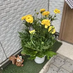 べーしーる様 リクエスト 2点 まとめ商品　ラナンキュラス　ラックス