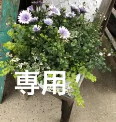 激レア ダリア球根 超大輪 - メルカリ