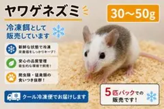 2026年最新】ヤワゲネズミの人気アイテム - メルカリ