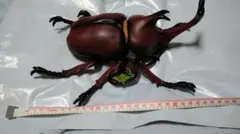 カブトムシ リアルフィギュアのサムネイル