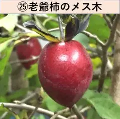 老爺柿　 ローヤ柿　ロウヤ柿　雌木　盆栽 ㉕-15のサムネイル
