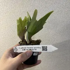 s*s様 ビカクシダ　ウィリンキー　バクテリア　スポアのサムネイル