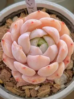 オブツーサrib ピンク 多肉植物 ハオルチア アロエ - メルカリ