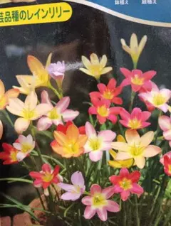 user_e73b7344様 リクエスト 2点 まとめ商品