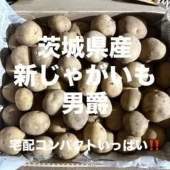じゃがいも種芋】「男爵いも」種芋3個 ほくほく系の代表選手！定番の