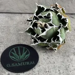 2026年最新】アガベ 白鯨 大株の人気アイテム - メルカリ