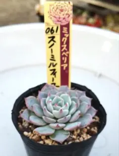 2026年最新】ミックスベリア 円の人気アイテム - メルカリ