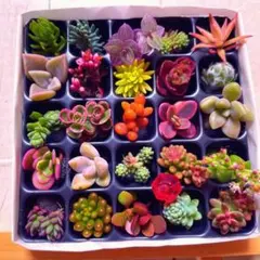 【PP25 G23R赤ピック】多肉植物　ミニミニカット苗　25マスのサムネイル