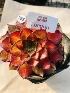 u*2様 多肉植物 アエオニウム 抜き苗 根っこあり