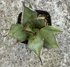 ☆*:.。.OTO.  。.:*☆様 リクエスト 2点 まとめ商品