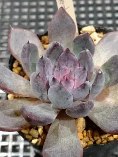 2025年最新】lier 多肉の人気アイテム - メルカリ