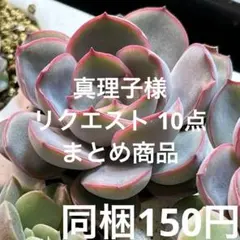 真理子様 リクエスト 10点 まとめ商品