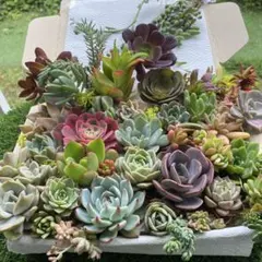 ＊多肉植物カット苗⭐️箱いっぱい詰め合わせ⭐️のサムネイル
