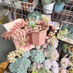 ② カプチーノ　葉挿し　写真のもの全て　抜き苗 ② カプチーノ 葉挿し 写真のもの全て 抜き苗 - メルカリ