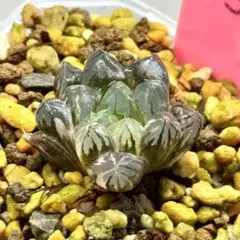 水晶実生オブツーサ錦　超美株　ハオルチア　観葉植物　23のサムネイル