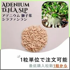 【種子】アデニウム 獅子葉 SLP / セット割あり 数量1粒から購入OKのサムネイル