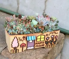 そのまま飾れる韓国鉢　寄せ植え　多肉植物　メルカリ便発送