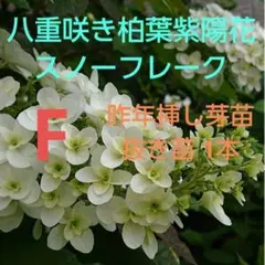 ぺんちゃん様 リクエスト 3点 まとめ商品 - メルカリ