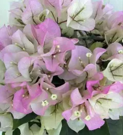 Yuka様 リクエスト 2点 まとめ商品