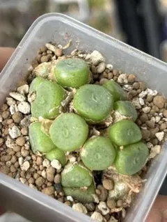 コノフィツム　ヤンギー　白花（ポットごと） コノフィツム ヤンギ 白花 - メルカリ