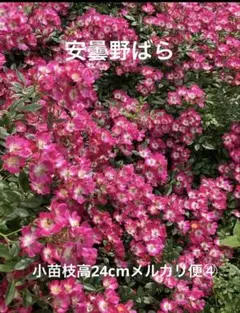 レンゲローズ 2年生苗 蕾付き 草丈30センチ位の大きい苗♪(メルカリ便