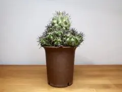 羅本製所 robinceramicstudio FLOWER コピアポア - メルカリ