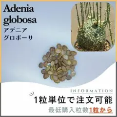 Adenia pechuelli 種子 3粒 種子】アデニア・ペチュエリー 3s Adenia pechuelii | プラント