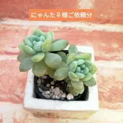 にゃんた♀様ご依頼分 メイプルハニー 多肉 ぼのぼのさん