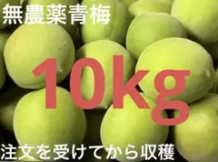 青梅10kg - メルカリ