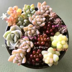 2026年最新】ラブリーローズ錦 赤斑の人気アイテム - メルカリ